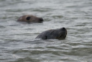 Zeehond soorten