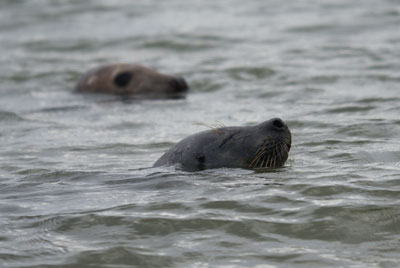 natuur-gewone-en-grijze-zeehonden