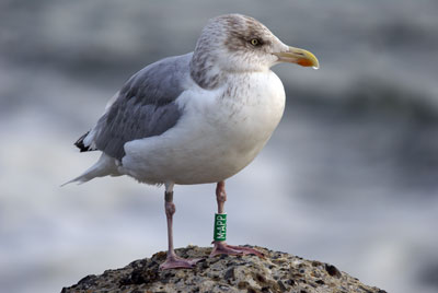 natuur-zilvermeeuw-01